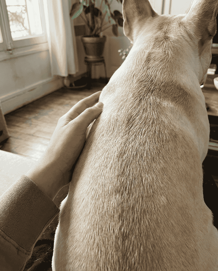 David K. (French Bulldog Parent)