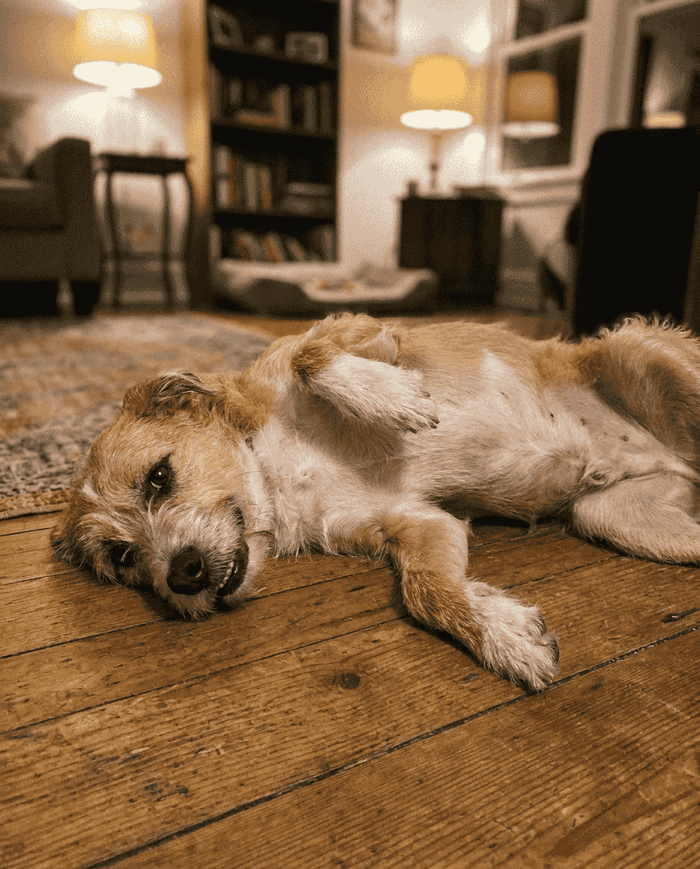 Samira L. (Rescue Mix)