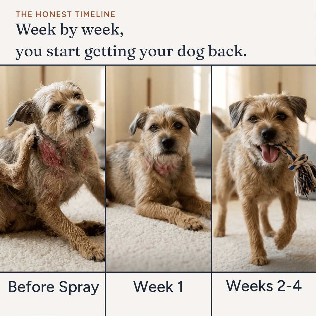 Anti-Itch Spray for Dogs