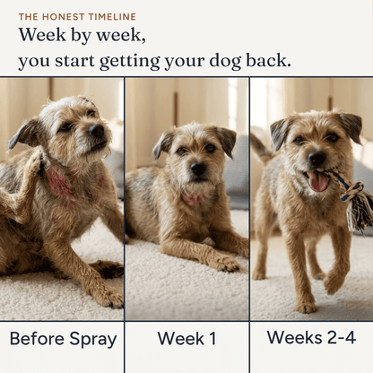 Anti-Itch Spray for Dogs