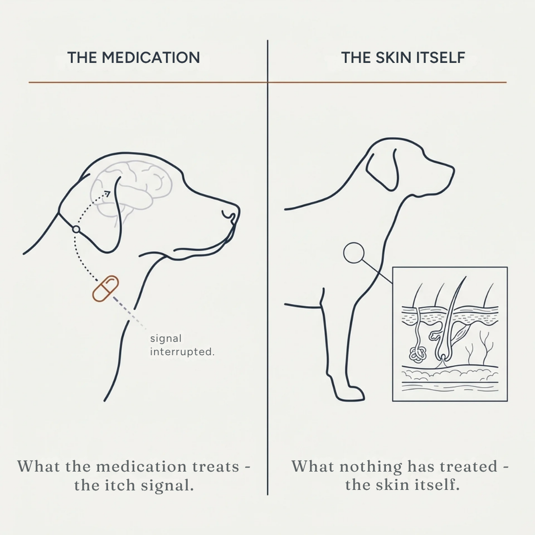 Anti-Itch Spray for Dogs